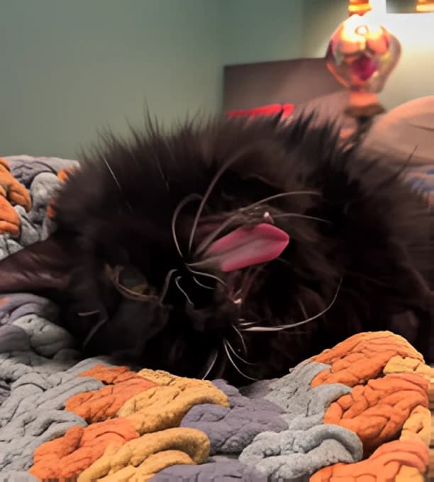 Meemers sprawled across a chunky knitted blanket, tongue out