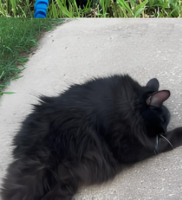 Meemers curled into a compact loaf on a concrete step beside grass