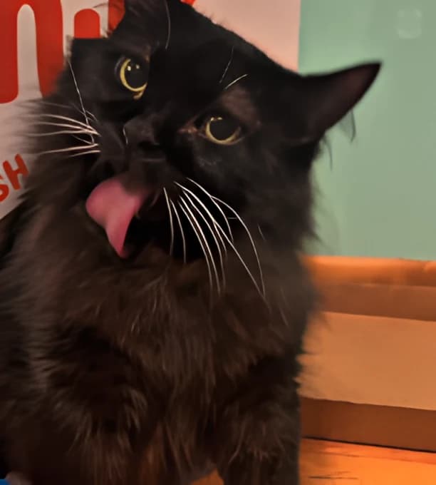 Meemers mid-blep on an orange knitted blanket, tongue out