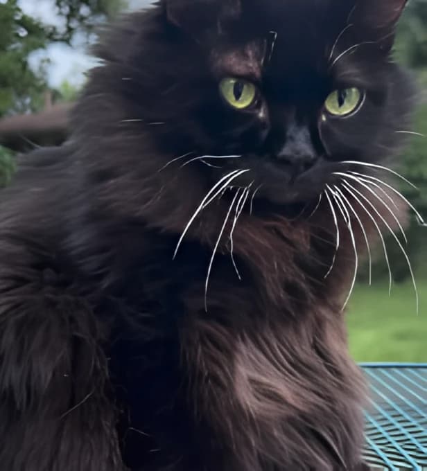 Close-up of Meemers' face, whiskers catching the light